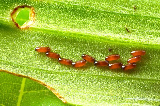 Яйца жуков фото (на примере жука лилейная трещалка Lilioceris lilii)
