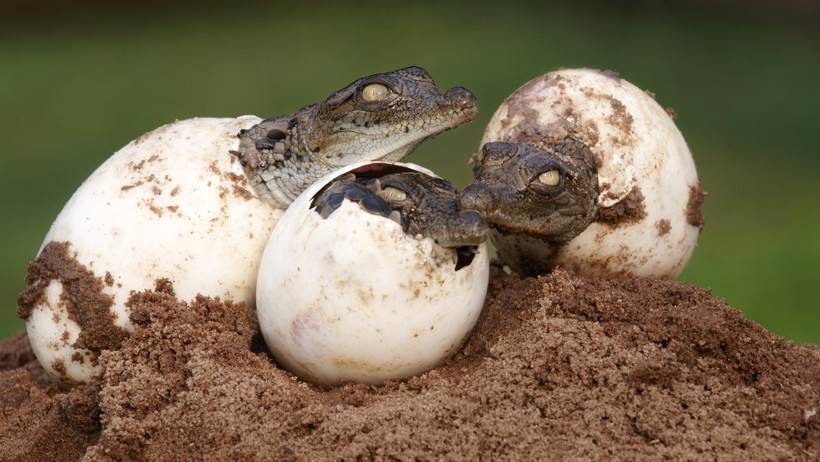Яйца крокодила