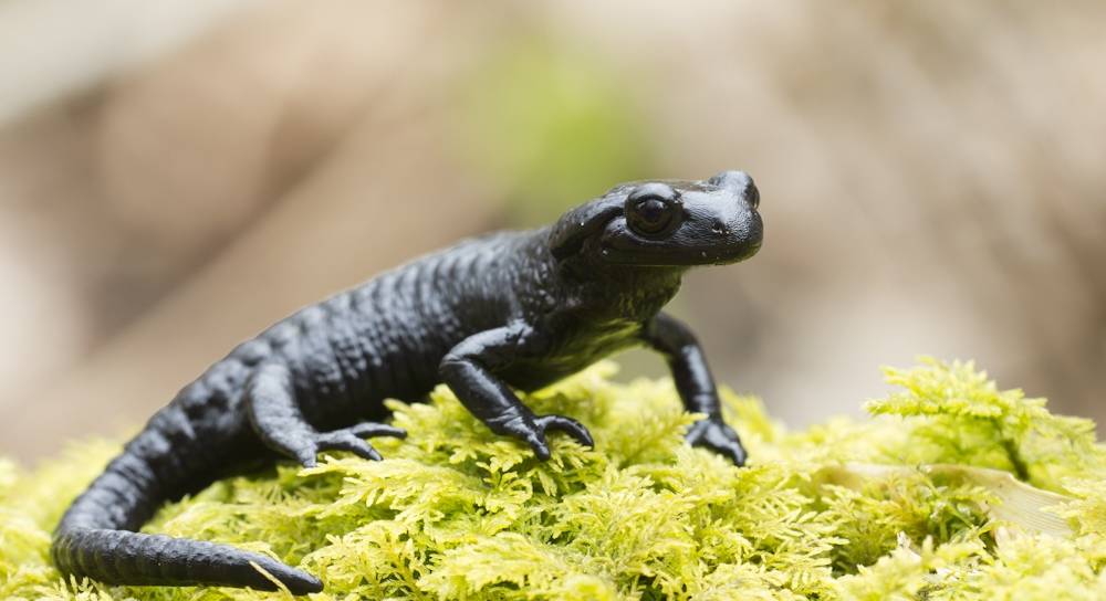 Альпийская саламандра (черная саламандра) (лат. Salamandra atra)