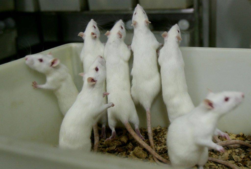 Белая лабораторная крыса фото