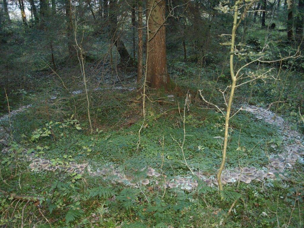 Говорушки дымчатые в лесу