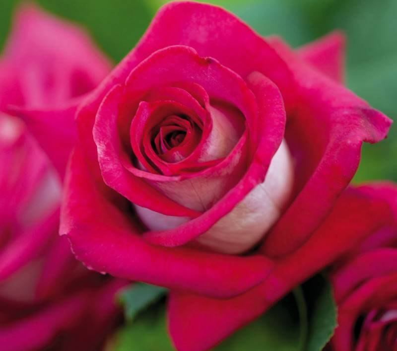 Двуцветная роза Monica Bellucci 