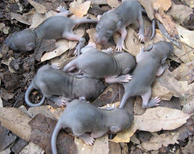 Детеныши крысы фото