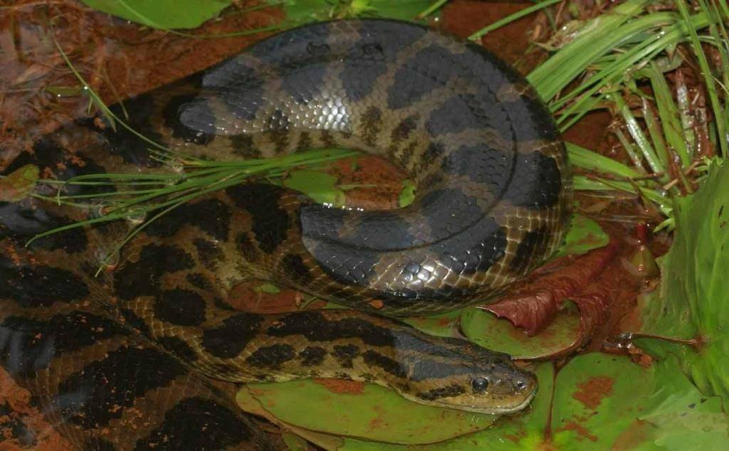 Змея анаконда Дешауенсея фото (лат. Eunectes deschauenseei)
