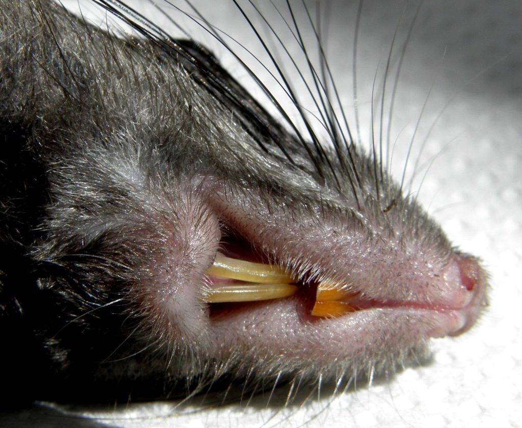 Зубы крысы фото