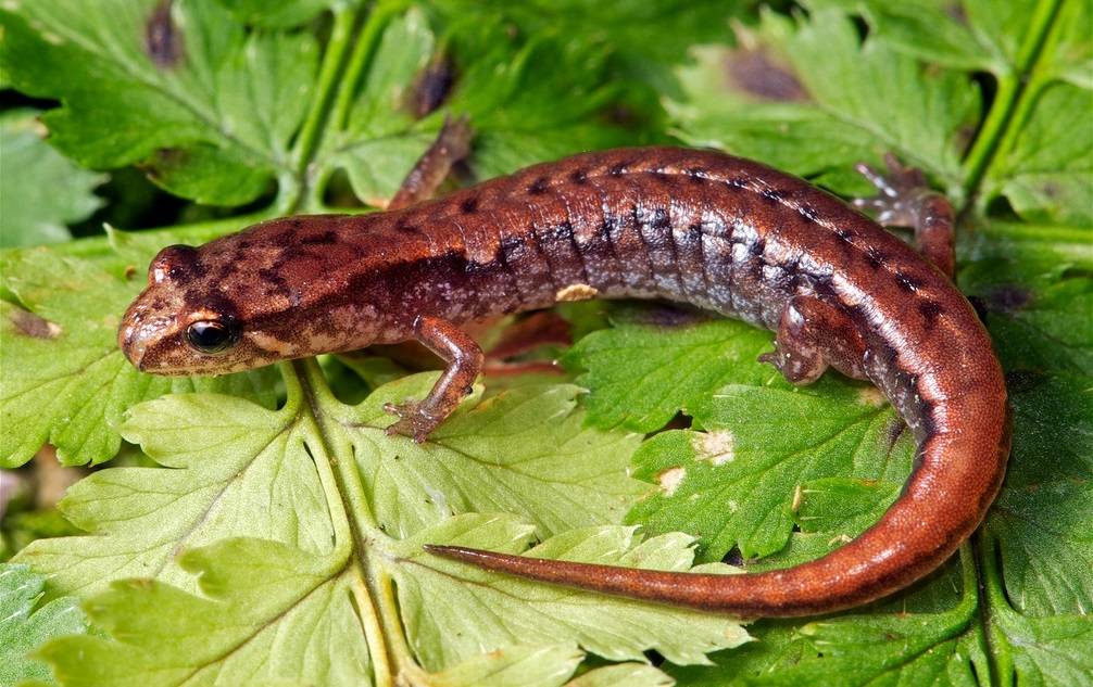 Крохотная саламандра фото (лат. Desmognathus wrighti)