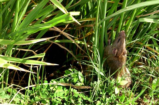 Крыса серебристобрюхая (лат. Rattus argentiventer)