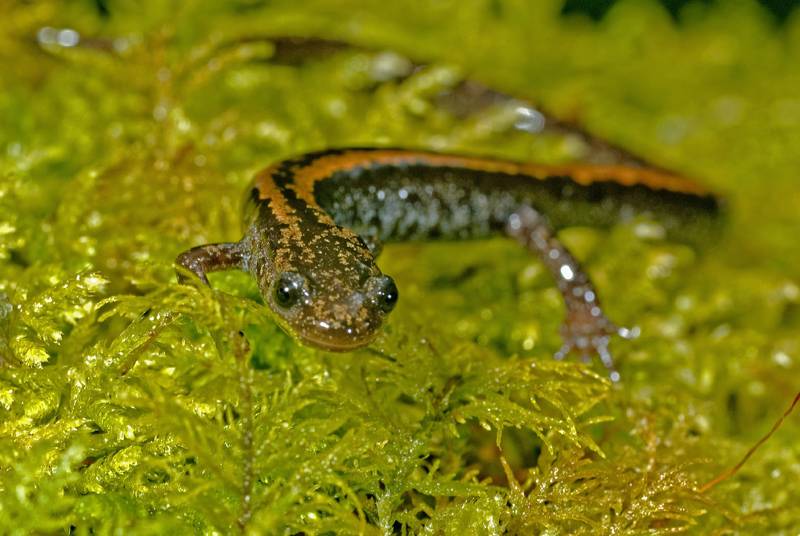 Лузитанская саламандра фото