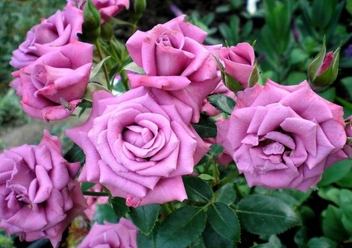Миниатюрные розы Lavender Meillandina (Лавендер Мейландина)