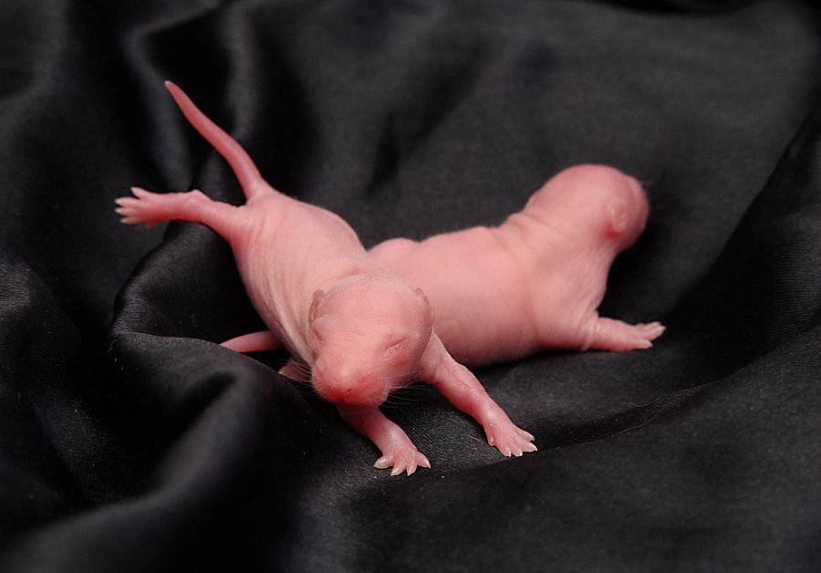 Новорожденные крысята фото