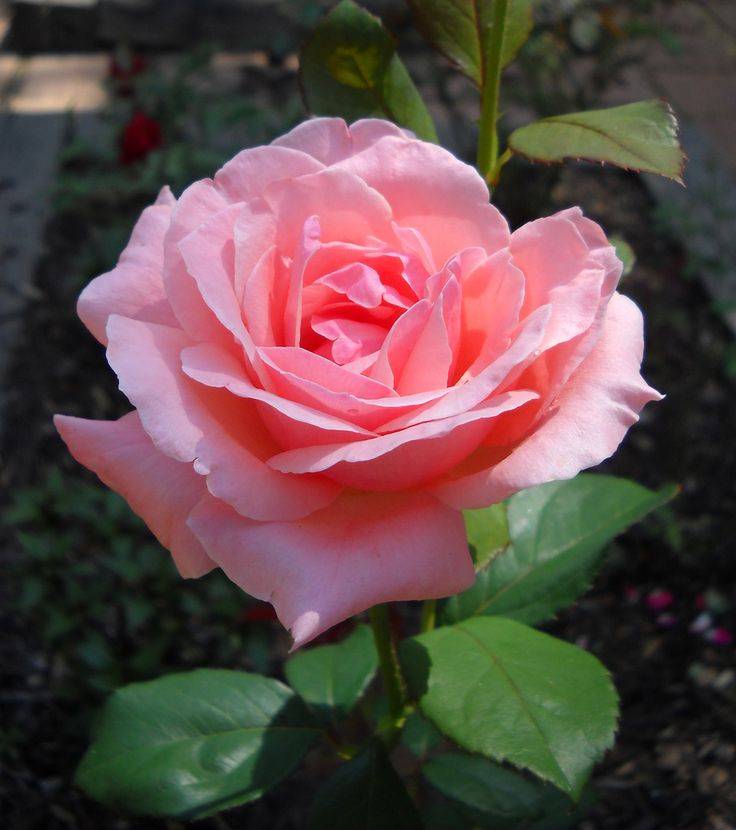 Роза флорибунда сорт Queen Elizabeth (Куин Элизабет) фото