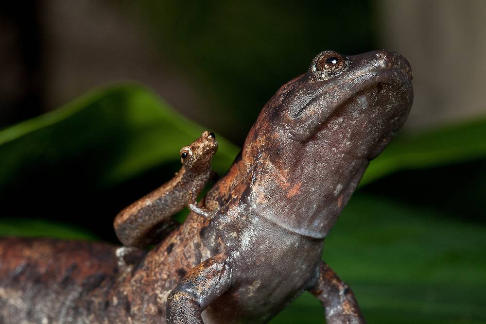 Саламандра животное фото (вид – медлительная саламандра)