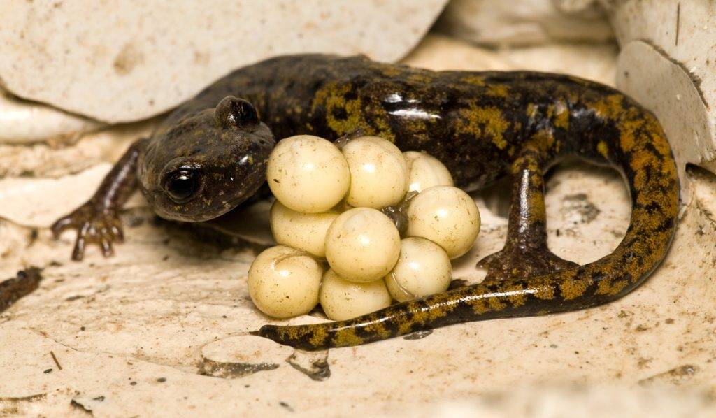 Саламандра самка с яйцами