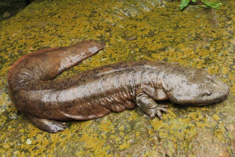 Самая большая саламандра в мире (китайская исполинская саламандра)