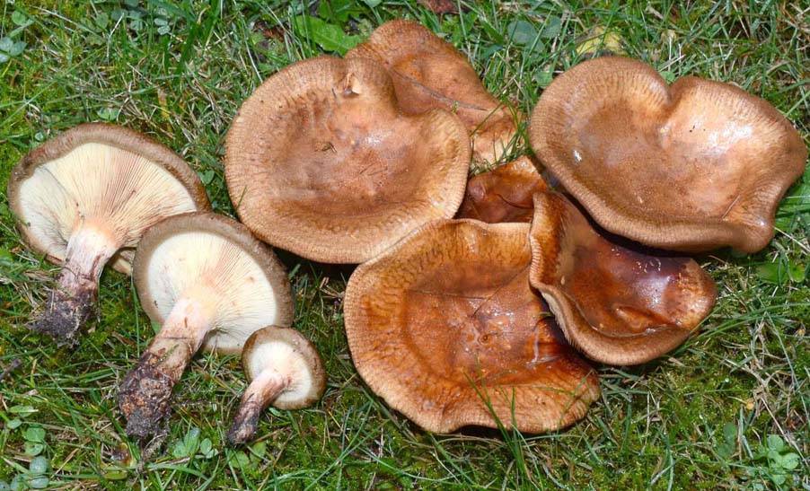 Свинушки – ядовитые грибы