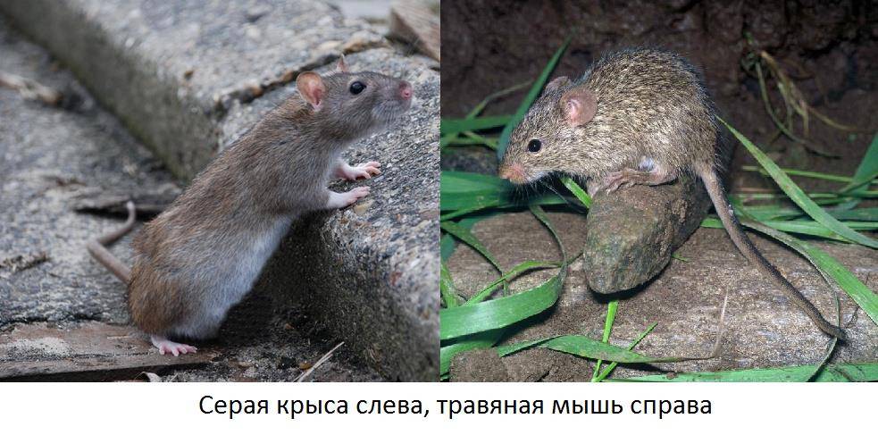 Чем отличается мышь от крысы фото