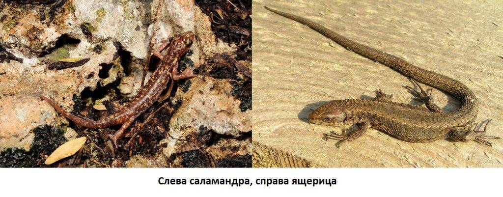 Чем отличается саламандра от ящерицы фото