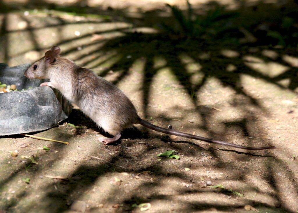 Черная крыса (лат. Rattus rattus)