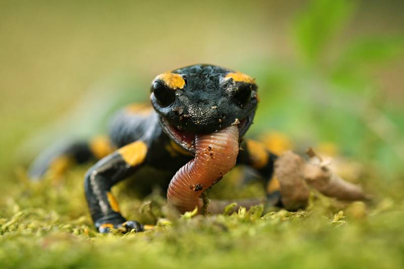 Что едят саламандры