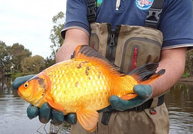 Самая большая золотая рыбка в мире фото