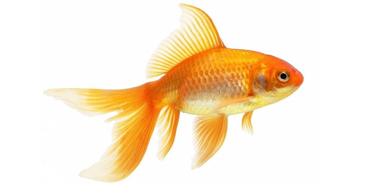 Красные Золотые Рыбки Фото