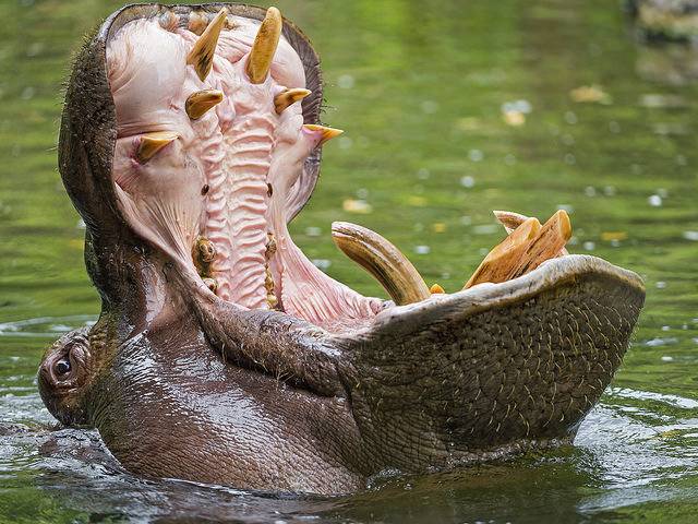 Что едят бегемоты