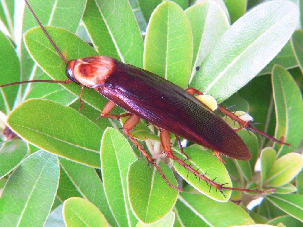 Американский таракан фото (лат. Periplaneta americana)