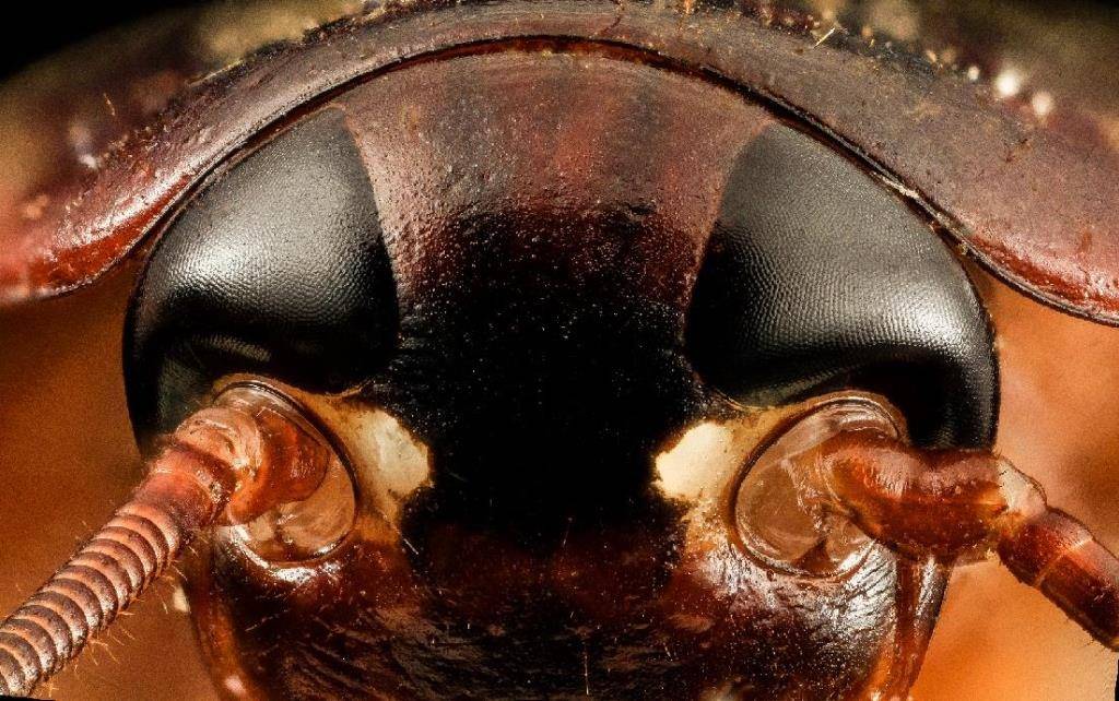 Глаза таракана фото (вид – американский таракан)