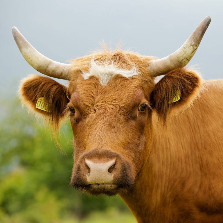 Голова и рога коровы фото