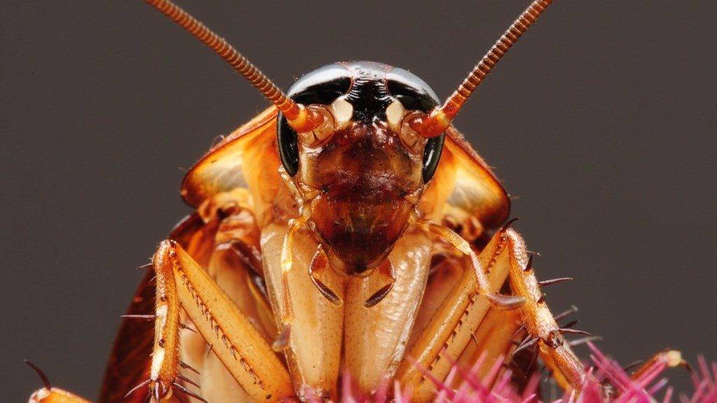 Голова таракана фото