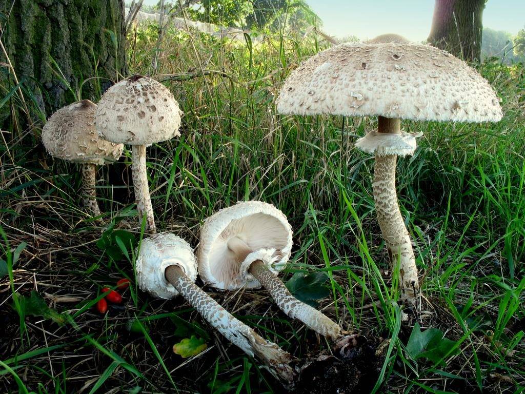 Гриб-зонтик пестрый (гриб-зонтик большой, высокий) (лат. Macrolepiota procera)
