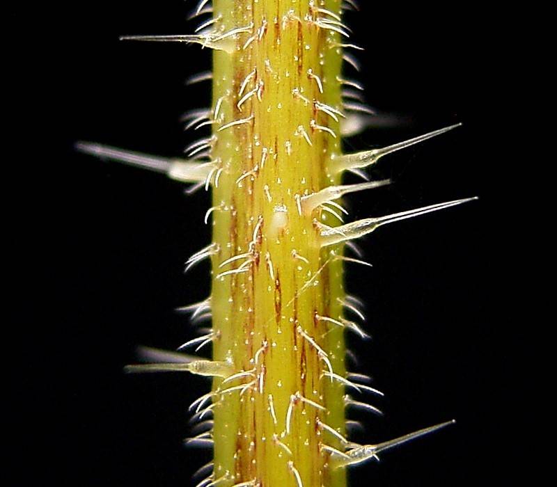 Жгучие волоски на стебле крапивы двудомной
