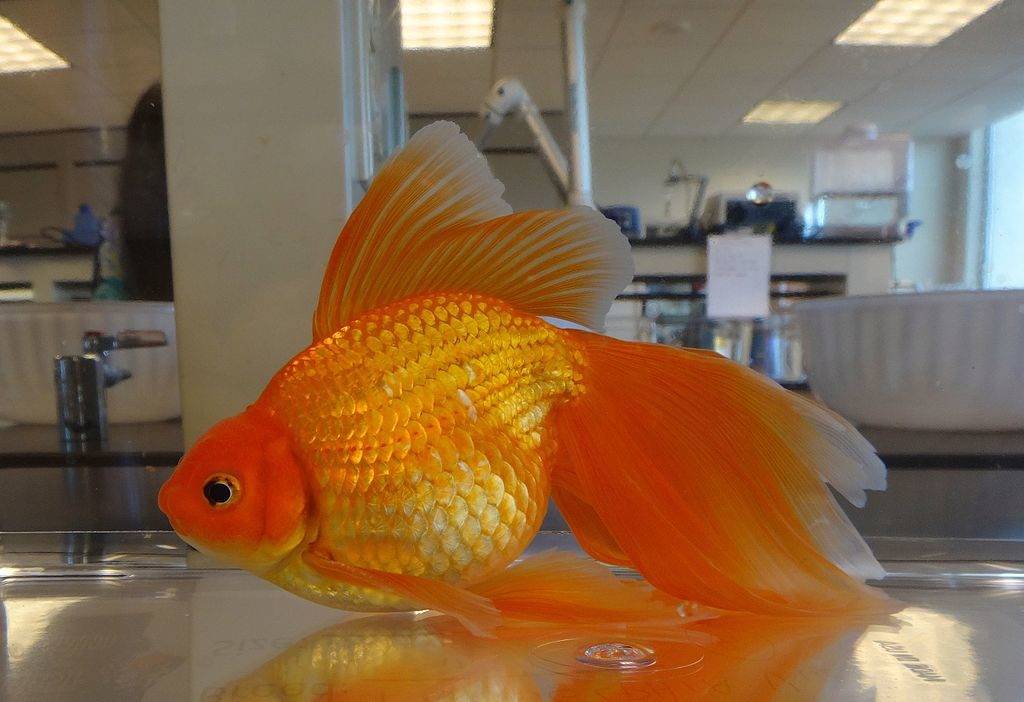Золотая рыбка вуалехвост фото
