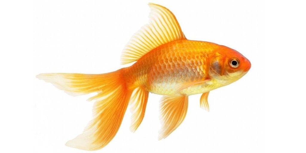 Золотая рыбка фото