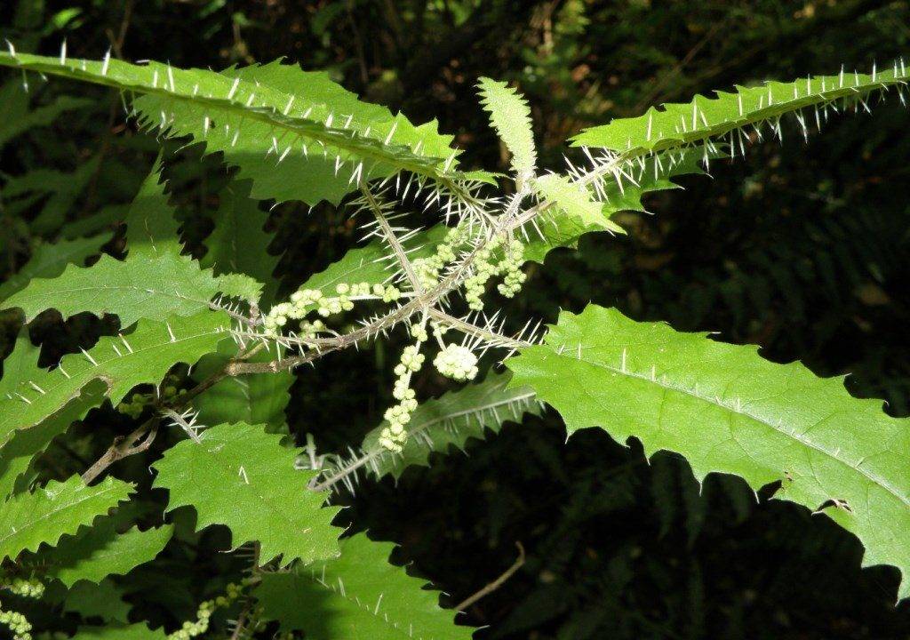 Крапивное дерево или онгаонга (лат. Urtica ferox)