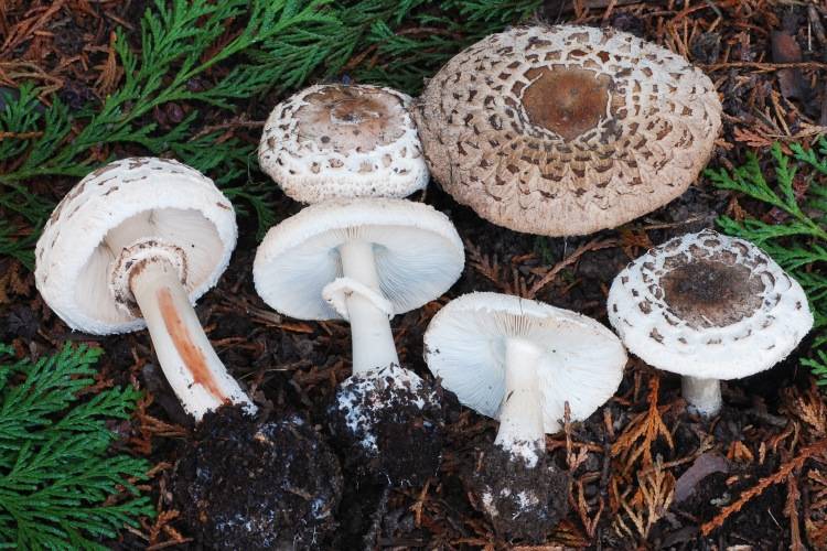 Ложные грибы зонтики фото (Хлорофиллум темно-бурый)