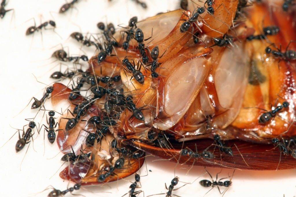 Муравьи едят мертвого таракана