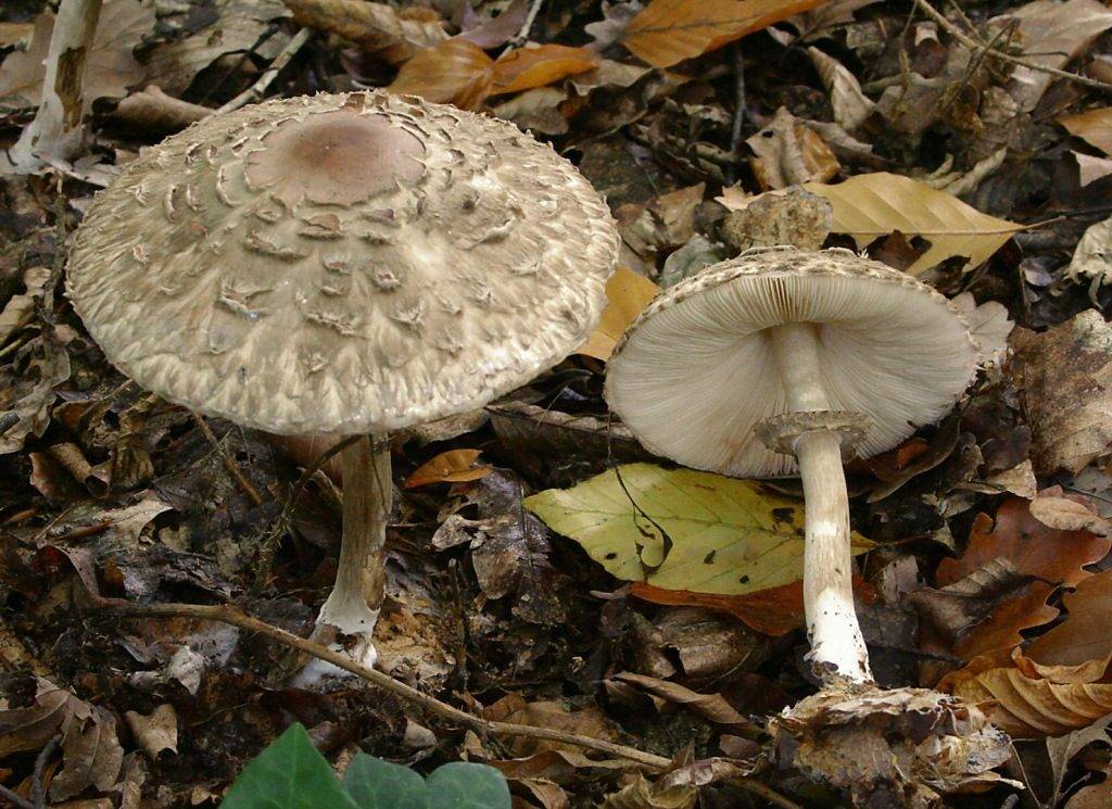Ножка гриба-зонтика фото (вид – гриб-зонтик краснеющий)