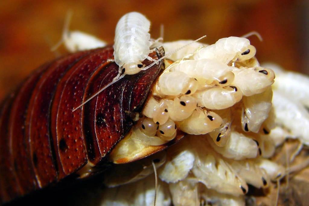 Рождение тараканов (на фото вид – мадагаскарский шипящий таракан, лат. Gromphadorhina portentosa)