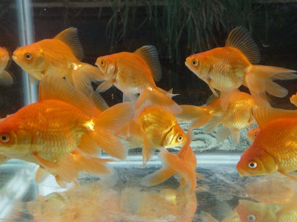 Чем кормить золотых рыбок фото