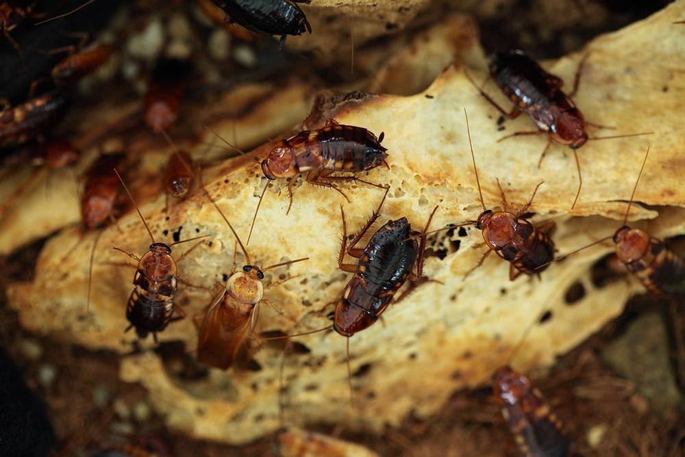 Чем питаются тараканы фото