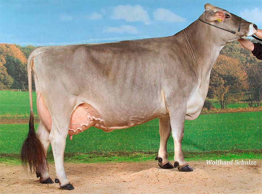 Швицкая порода коров фото
