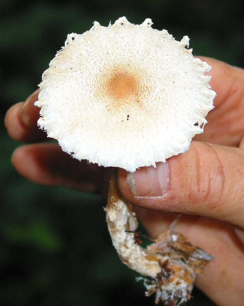 Ядовитый гриб зонтик гребенчатый фото