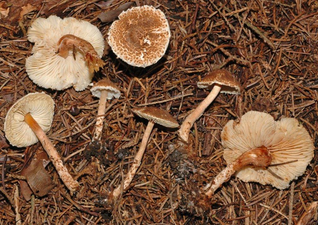 Ядовитый гриб зонтик каштановый фото