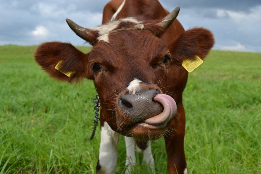 Язык коровы фото