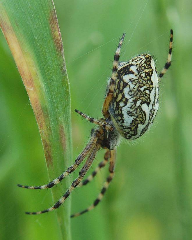 Дубовый паук-крестовик (лат. Araneus ceropegius, Aculepeira ceropegia) фото