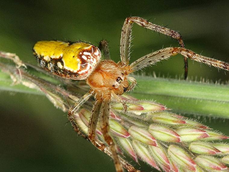 Крестовик Araneus bradleyi фото