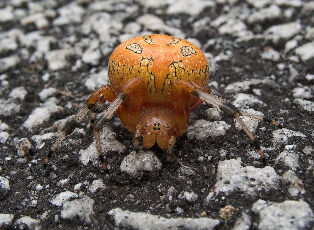 Крестовик Araneus marmoreus фото