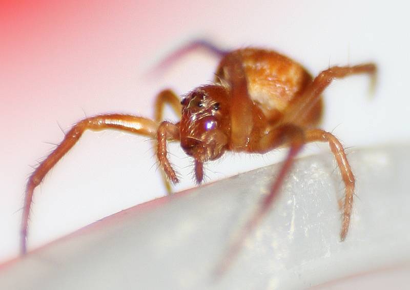 Крестовик Araneus sturmi фото