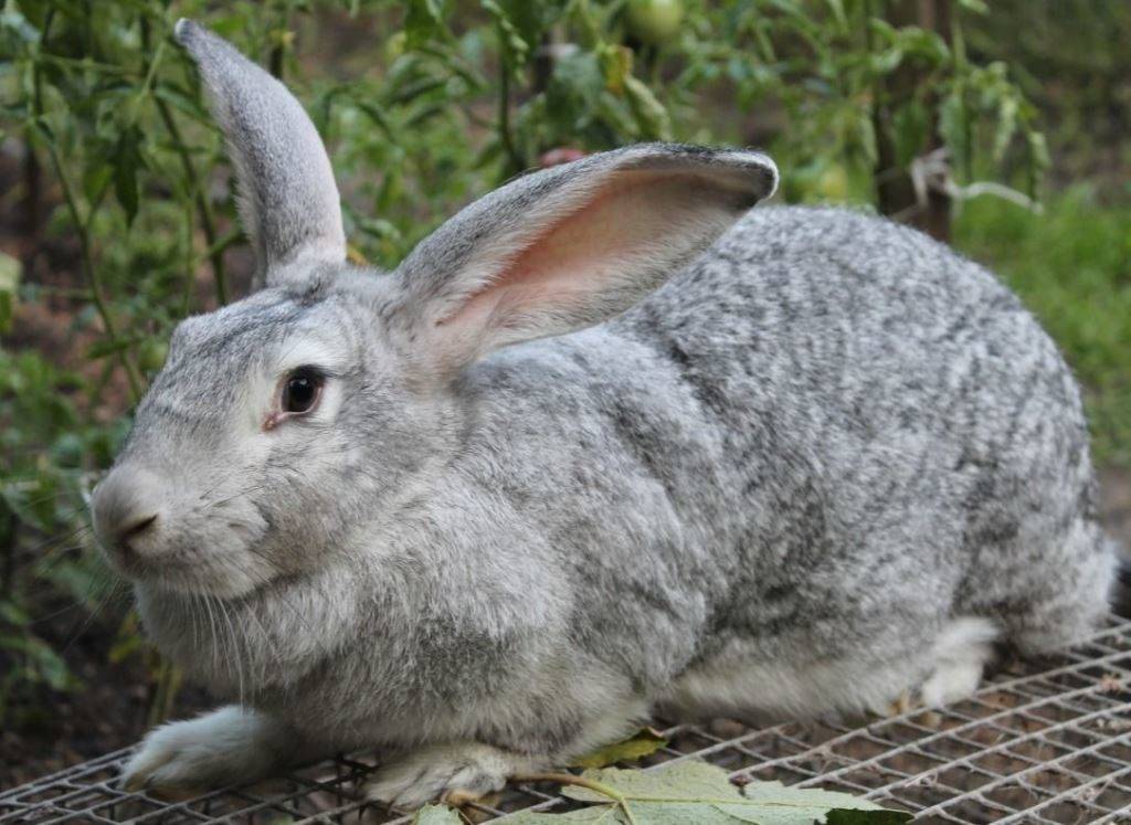 Кролик породы серый великан описание с фото